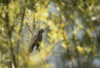 Singing sparrow