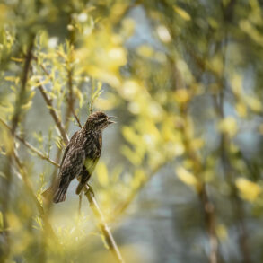 Singing sparrow