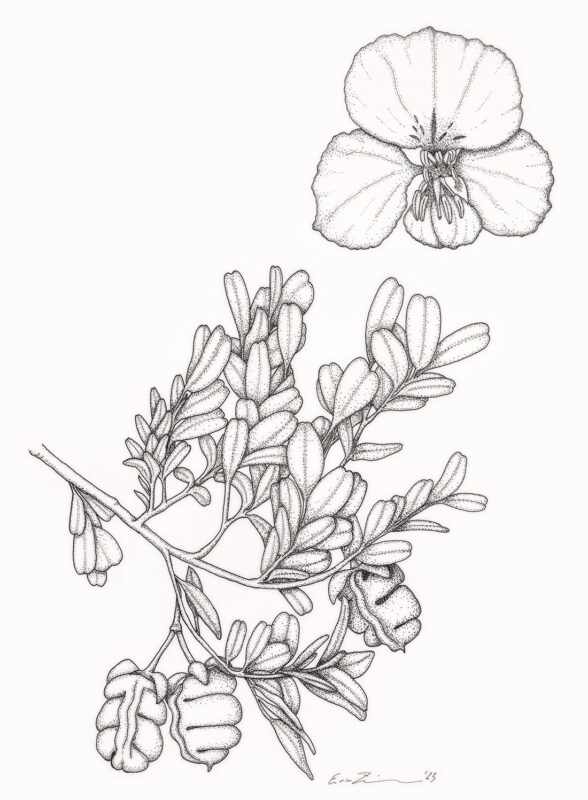 Eligmocarpus cynometroides, illustration by Erin Zimmerman