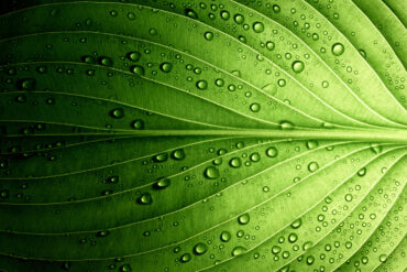 Macro photo of leaf with water droplets