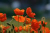 Poppies