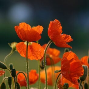 Poppies
