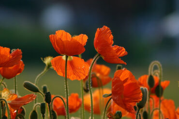 Poppies