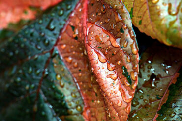 Rain on leaf