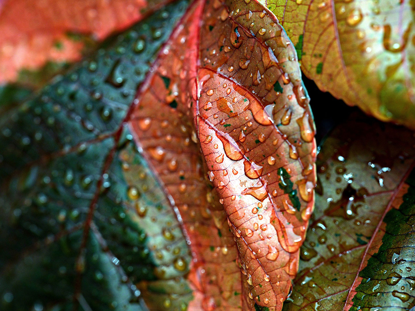 Rain on leaf