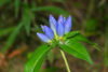 Closed blue gentian flower