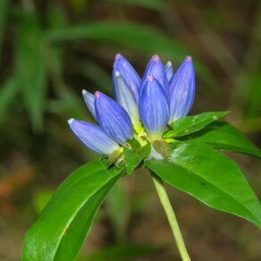 Closed blue gentian flower
