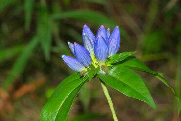 Closed blue gentian flower