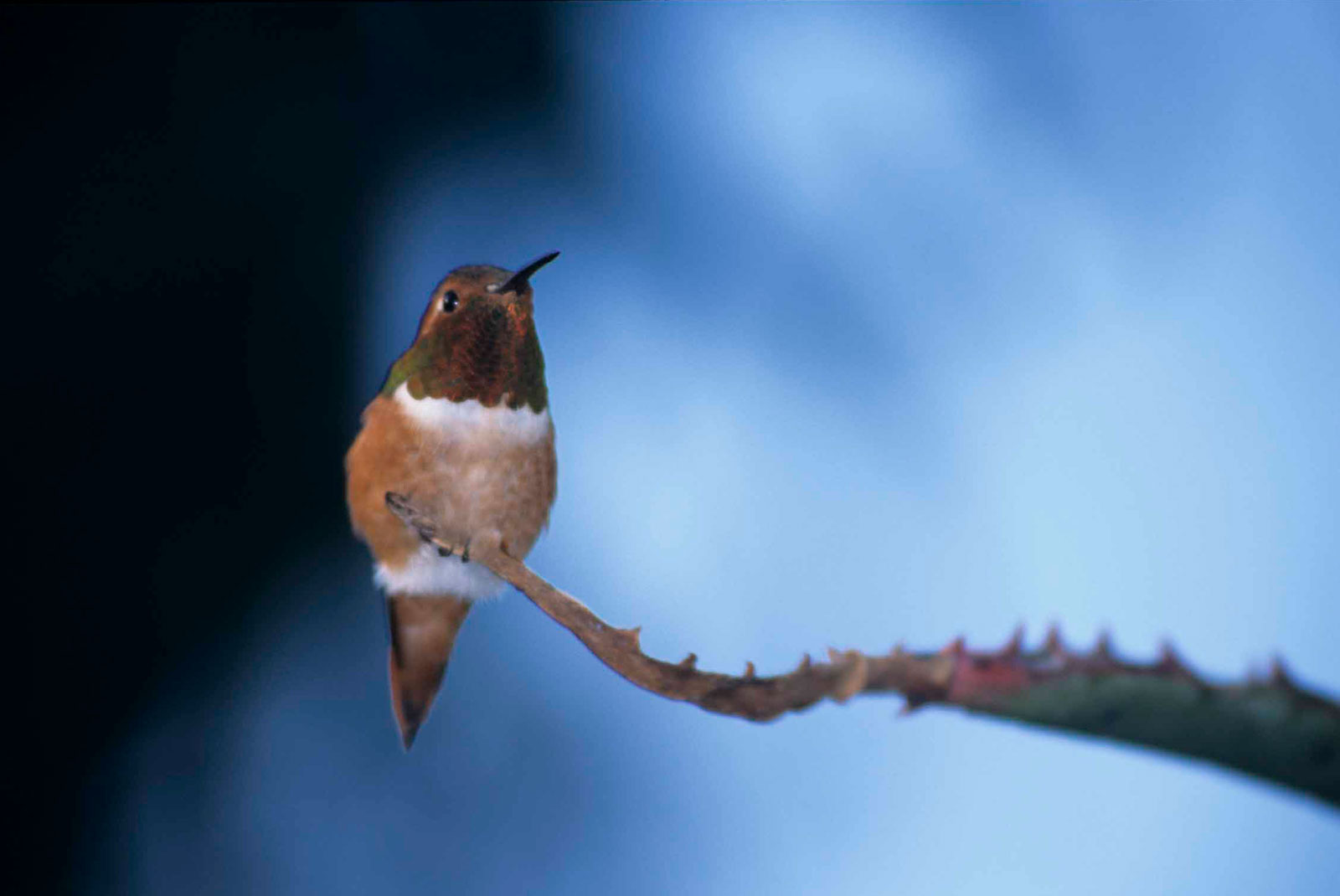 Allen's hummingbird