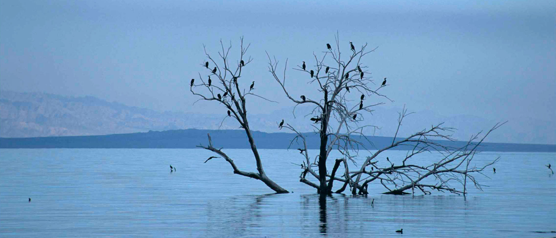 Cormorants in the Salton Sea
