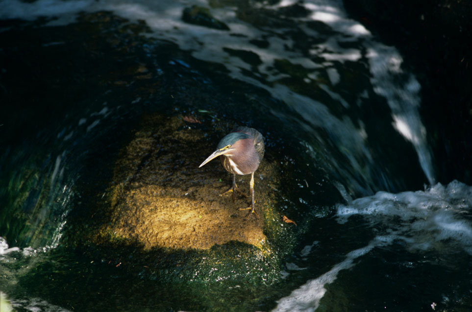 Green heron
