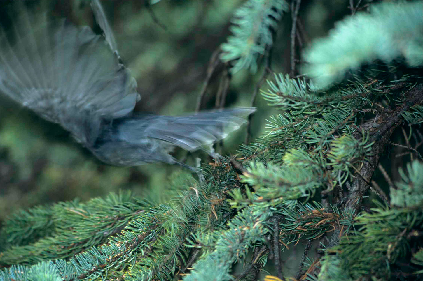 gray jay