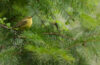 Orange-crowned warbler