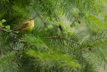 Orange-crowned warbler