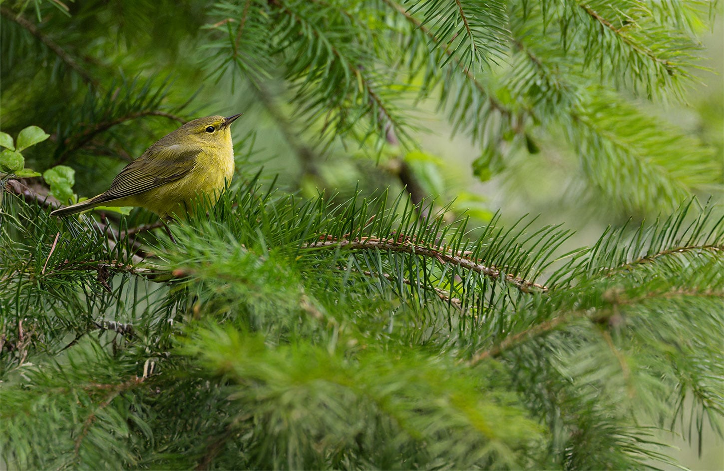 Orange-crowned warbler