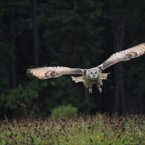Owl in flight