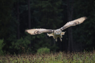Owl in flight