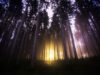 Golden light through pines at twilight
