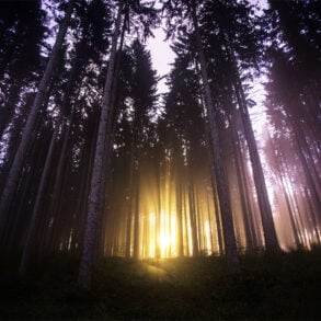 Golden light through pines at twilight