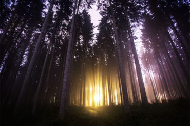 Golden light through pines at twilight