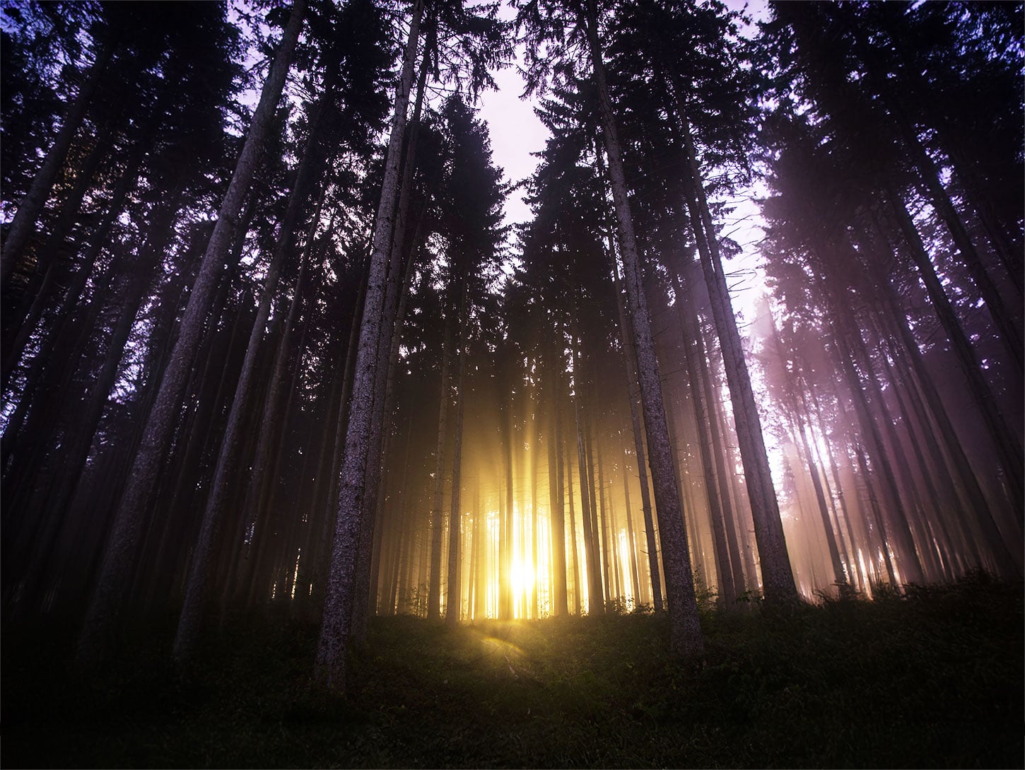 Golden light through pines at twilight