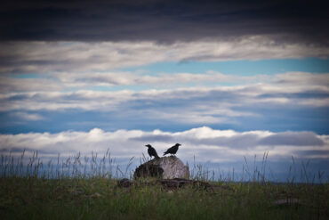 Two ravens
