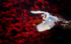White heron flying ver red koi