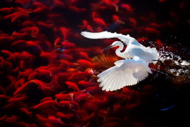 White heron flying ver red koi