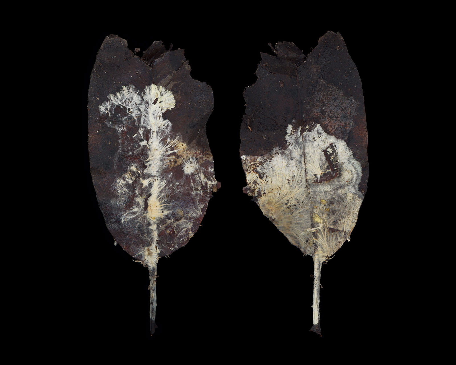 Mycelium