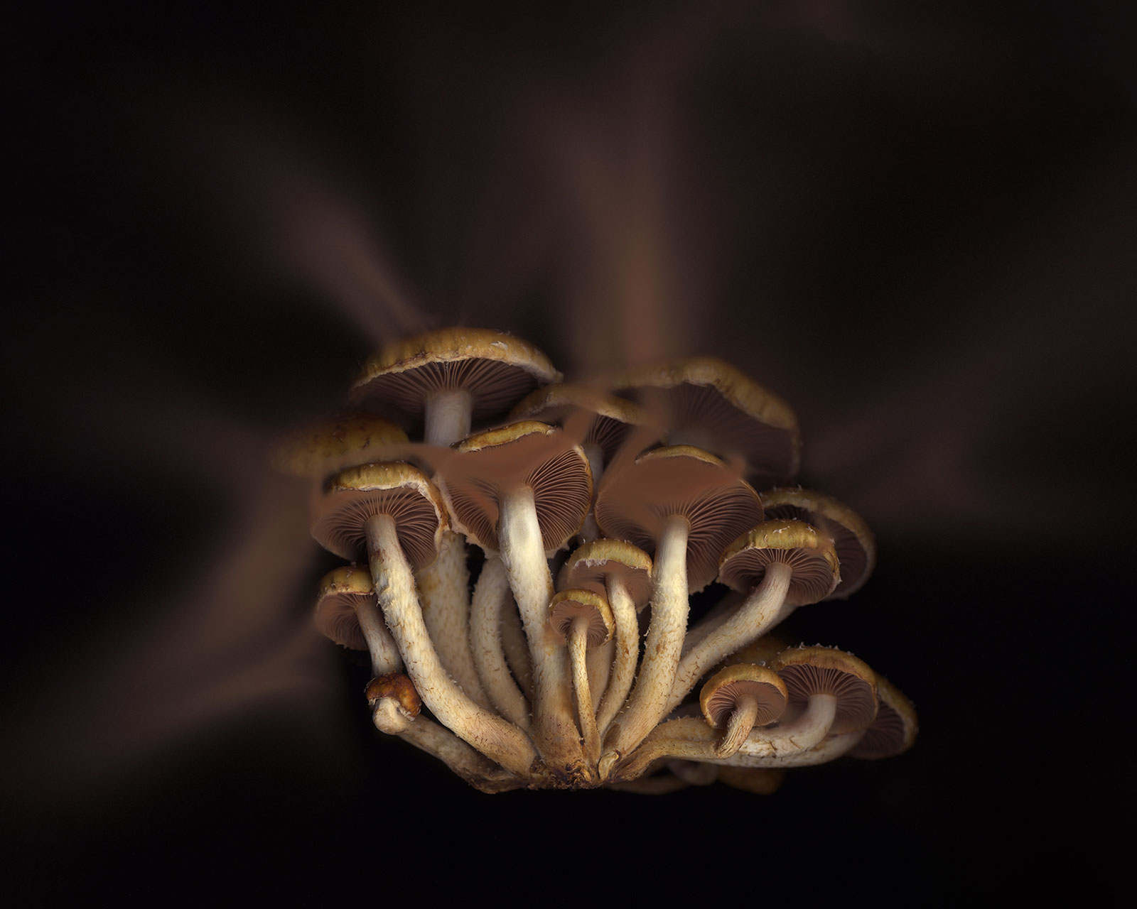 Black Forest