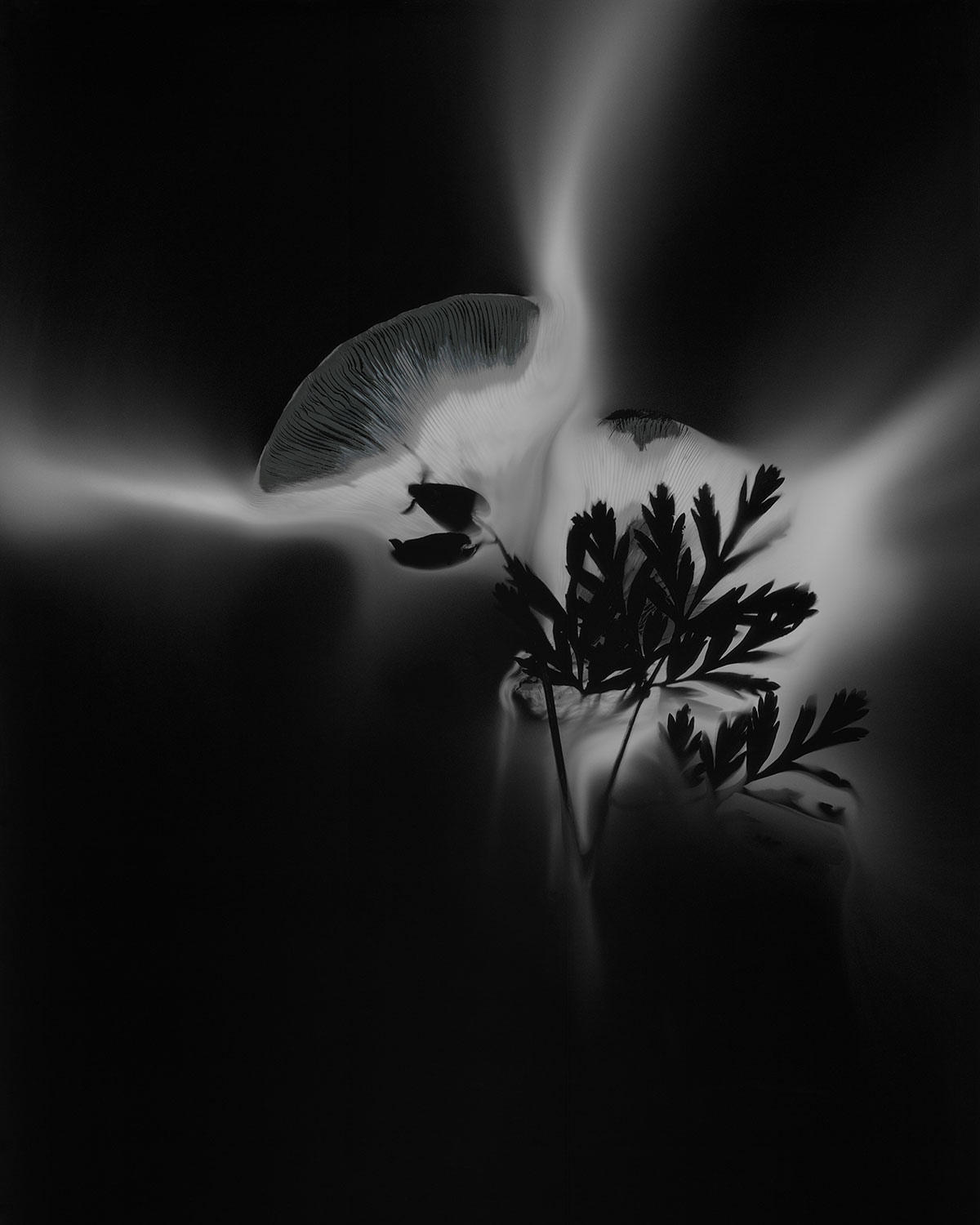 Bleeding Heart Spore Shadow