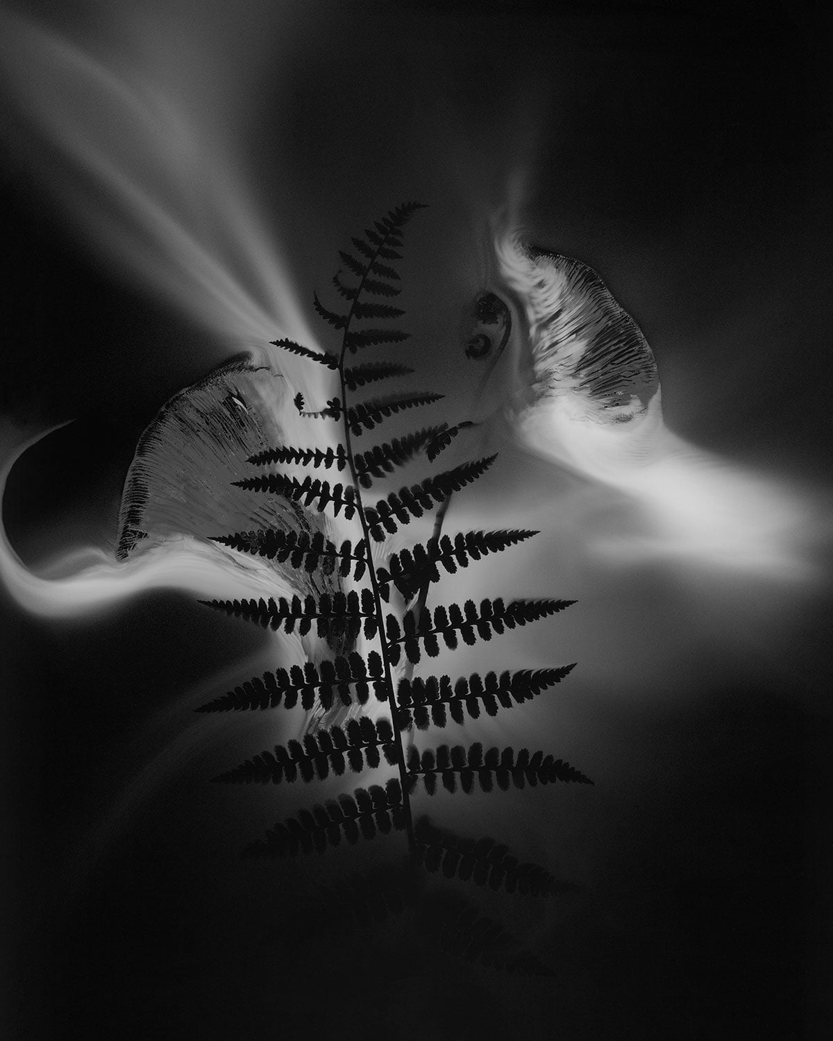 Licorice Fern Spore Shadow