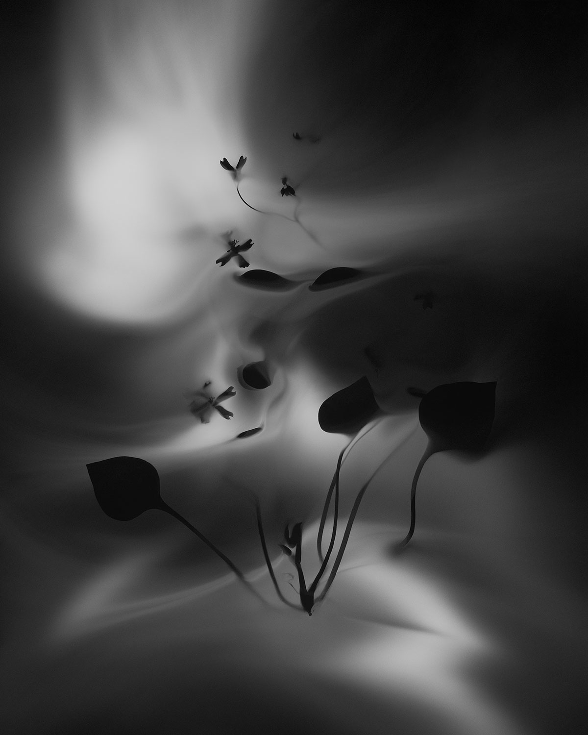 Miner’s Lettuce Spore Shadow