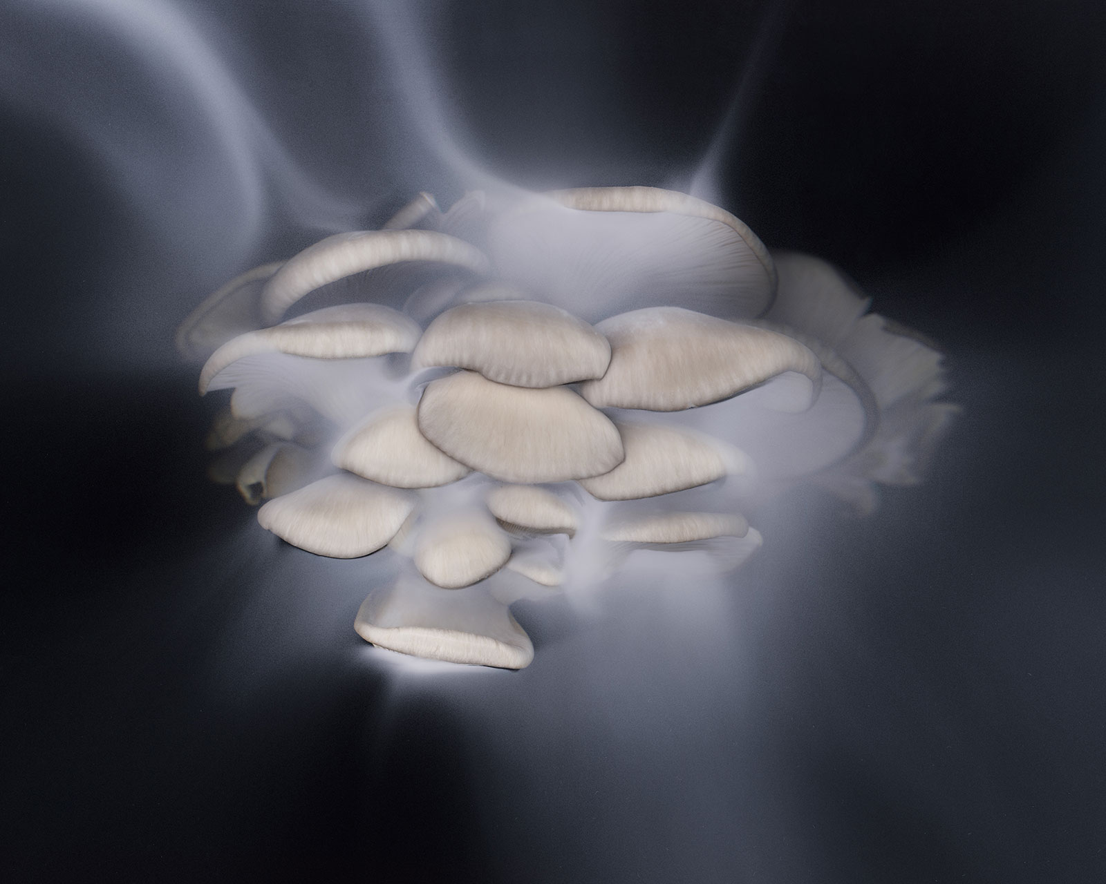 Oysters