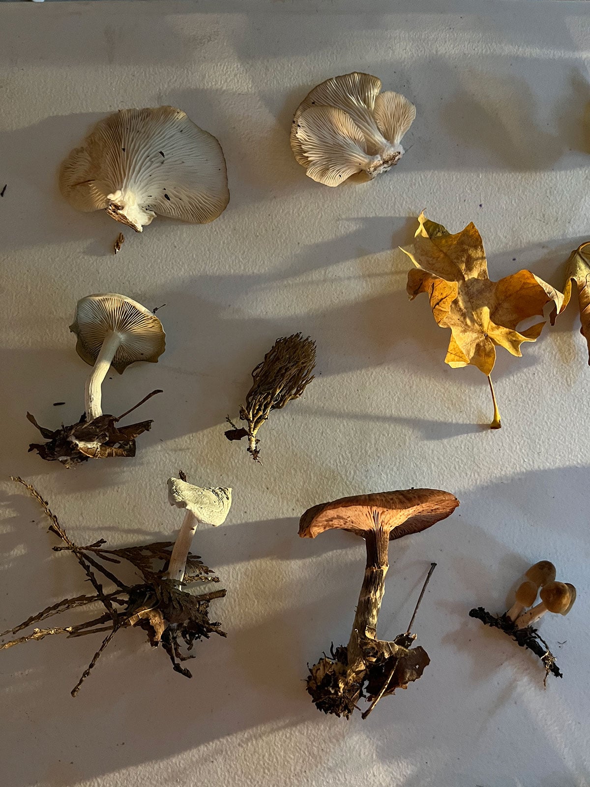 Mushrooms and leaves spread out on table