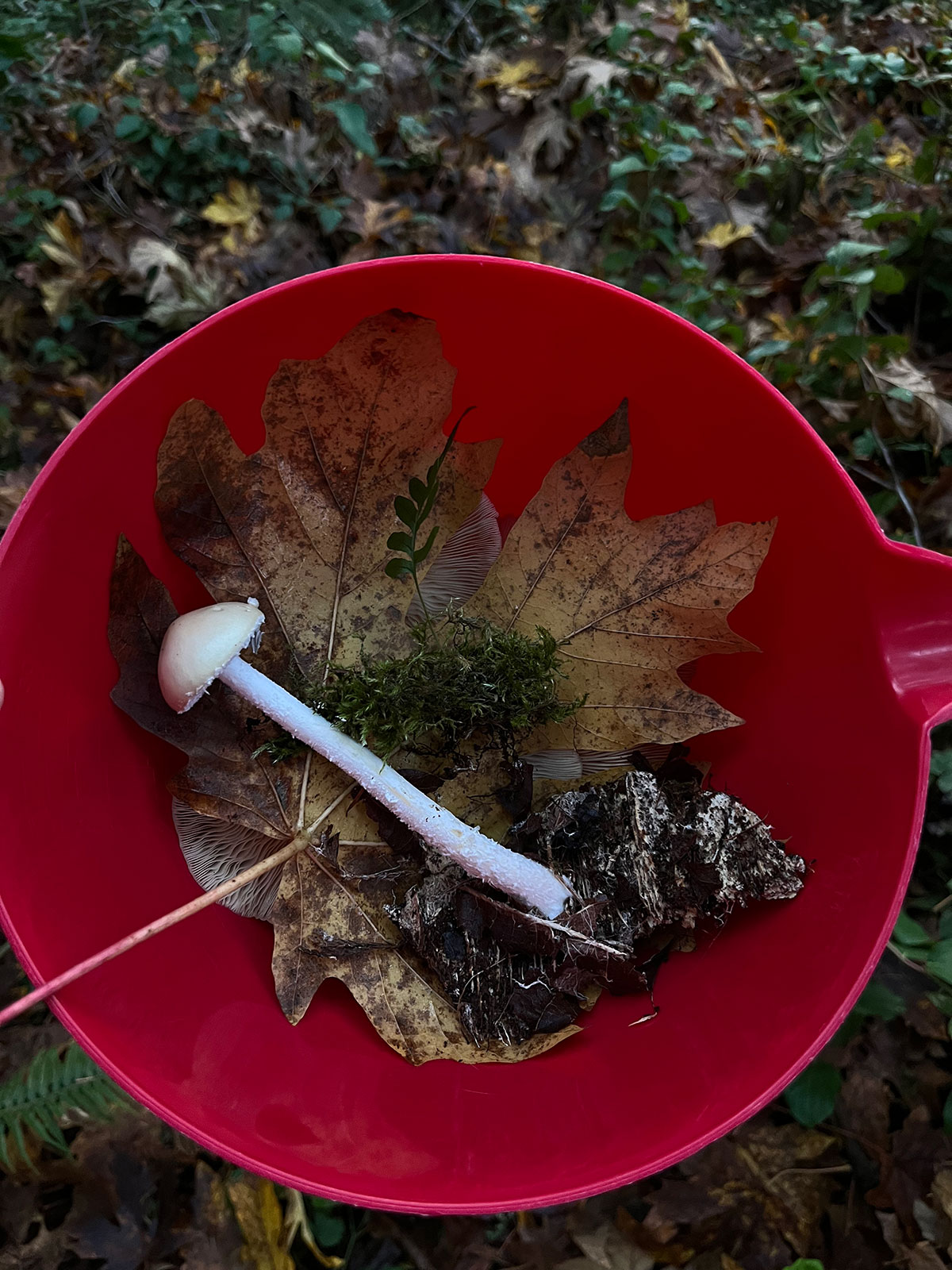 Mushroom and other items in a bowl outside
