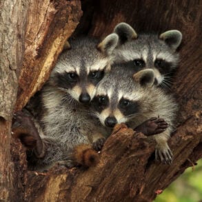 Baby raccoons in a tree