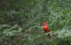 Cardinal