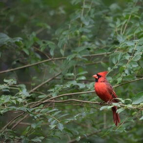 Cardinal