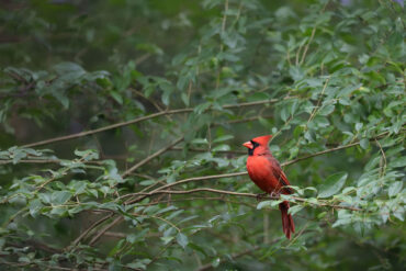 Cardinal