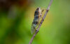 Cicada