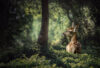 Fawn in forest