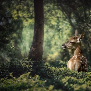 Fawn in forest