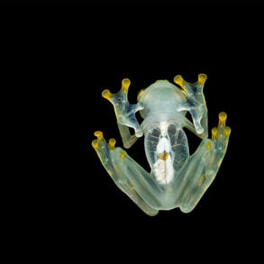 Glass frog seen from beneath