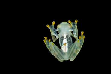 Glass frog seen from beneath
