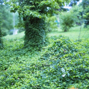 Kudzu