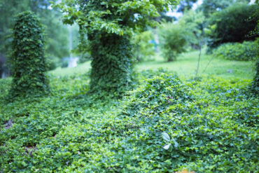 Kudzu