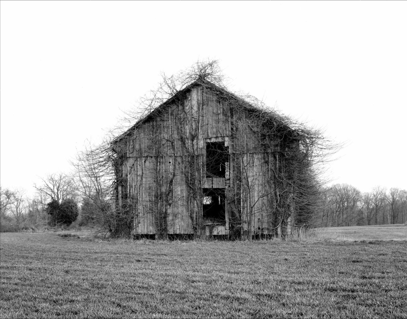 Abandoned barn with kudzu, 1946