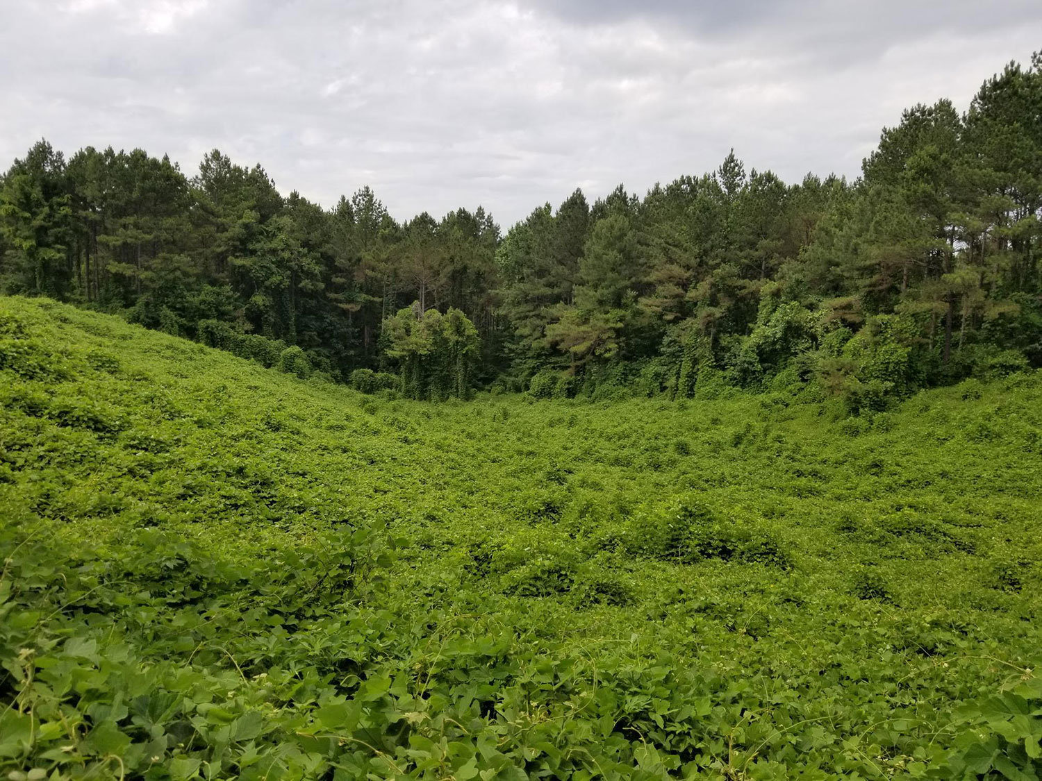 Kudzu