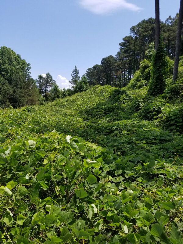Kudzu